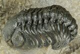 Multi-Toned Morocconites Trilobite Fossil With Austerops #354448-5